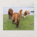Recherche de poney shetland posters Côte