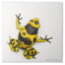 Recherche de bourdon carreaux Animal