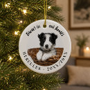 Recherche de décédé Chien