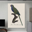 Recherche de perruche verte posters Perroquet
