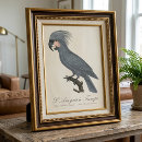 Zoek naar kaketoe posters Vintage