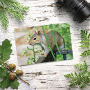 Recherche de écureuil cartes postales Faune de jardin