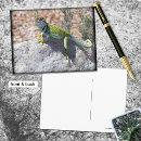 Recherche de lézard vert cartes postales Animaux
