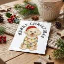 Recherche de chien frise bichon cartes postales Mignon