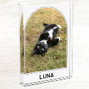 Zoek naar hond herinnering geschenken Kat