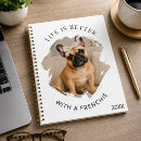 Recherche de bouledogue français Amoureux des chiens