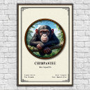 Recherche de chimpanze posters Primate