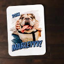 Recherche de chiots magnets Pour tous