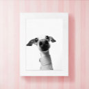 Recherche de levriers posters Animal de compagnie