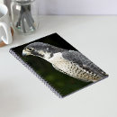 Recherche de faucon carnets Rapace