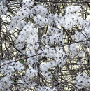Recherche de clematis cartes postales Plante