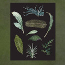 Zoek naar botanische illustraties posters Bladeren