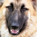 Recherche de allemand cartes visite Chien berger allemand
