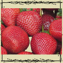 Recherche de fermier cartes postales Jardin