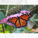 Recherche de joli papillon cartes postales Jolie