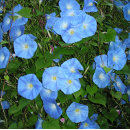 Recherche de horticulture coussins Fleurs