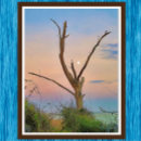 Recherche de moon photographie Arbre