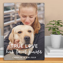 Recherche de chiens plaques Amoureux des chiens