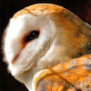 Recherche de messenger à hibou sacs Pour tous