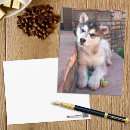 Recherche de malamute cartes postales Chiot