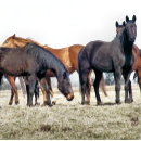 Recherche de troupeau carreaux Nature