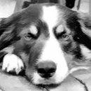 Recherche de border collie papier cadeau Dog