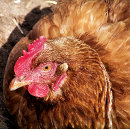 Recherche de volaille de jeu puzzles Poules