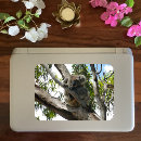 Recherche de koala stickers autocollants Eucalyptus