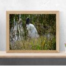 Zoek naar ooievaar posters Landschap