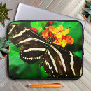 Recherche de aile coques Photographie