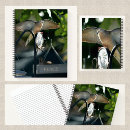 Recherche de ailes photographie Observation des oiseaux