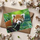 Recherche de panda rouge cartes postales Espèce menacée
