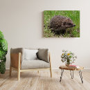 Recherche de hérisson posters Faune