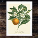 Recherche de fruit vintage cartes postales Nature