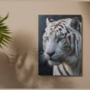 Recherche de tigre blanc posters Faune