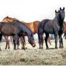 Recherche de chevaux cartes postales animal
