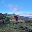 Recherche de de cheval magnets Poney