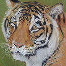 Recherche de yeux de tigre posters Animaux sauvages