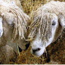 Zoek naar grappige schapen stickers Landbouw