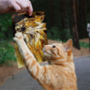 Recherche de gros chat posters Félin