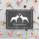 Zoek naar boston terriers kaarten Gezelschapsdieren