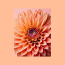 Recherche de fleur de dahlia cartes postales Floral