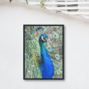 Recherche de beau paon posters Plumes de paon
