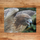 Zoek naar roofvogels puzzels Raptor