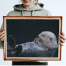Recherche de otter posters Photographie de la nature
