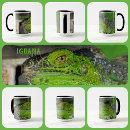 Recherche de iguane vert Nature