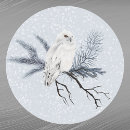 Zoek naar rode uil stickers Sneeuw