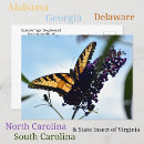 Recherche de buisson de papillon cartes postales Photographie de la nature