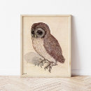 Recherche de aquarelle hibou posters Chouette
