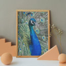 Recherche de peacock posters Animal